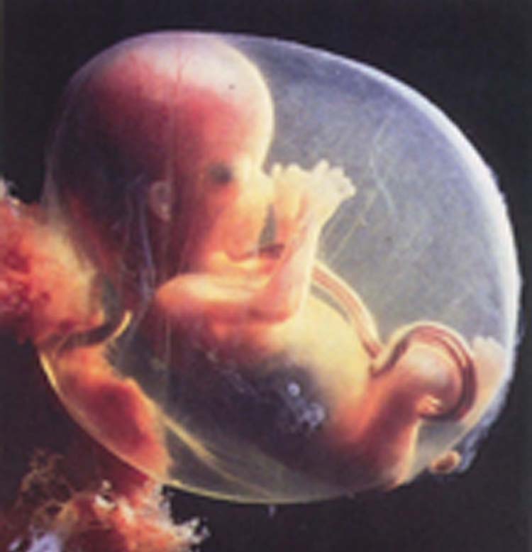 What does Mormonism teach about lost embryos and fetuses?