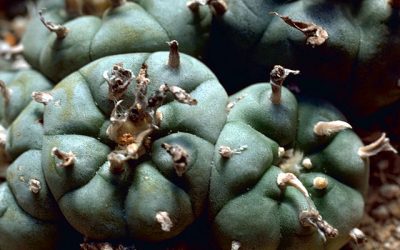 Does the Mormon Church forbid the use of peyote by Mormons of Native American ancestry?