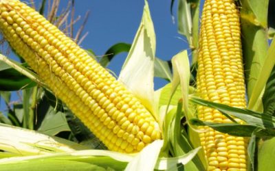 Did corn exist in the eastern hemisphere in pre-Columbian times?
