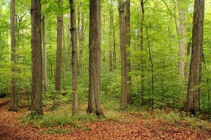 grove-of-trees