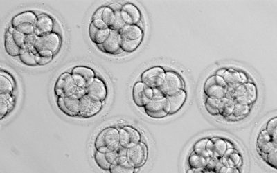 Does the LDS Church have a position on left over embryos frozen from IVF?