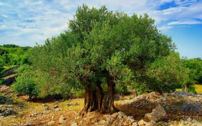 How does the allegory of the olive trees answer Jacob’s question regarding the Jews?